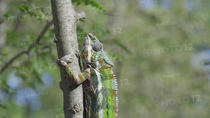 Green chameleon going up tree trunk on sunny day. Panther chameleon