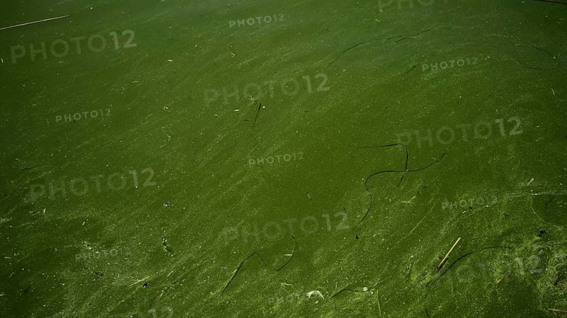 In Black Sea Blue-green algae blooms