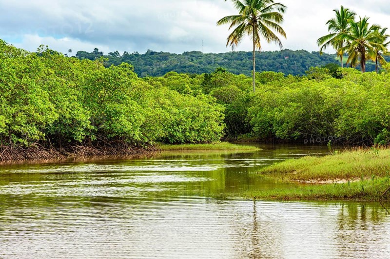 River flowing through mangroves and forest with calm waters in Serra Grande in Bahia