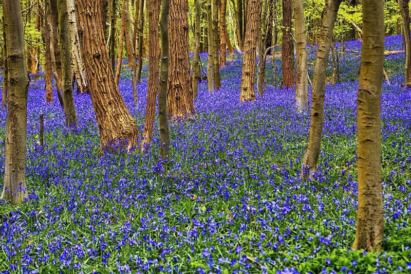 Common bluebell