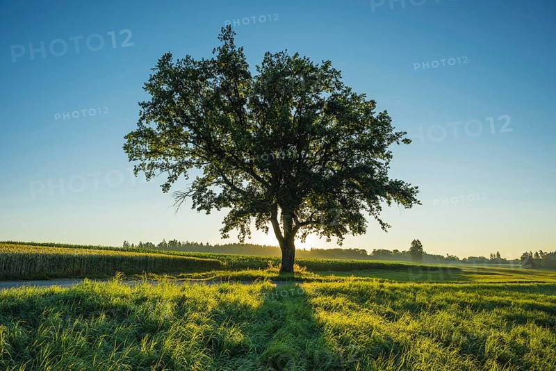 Old English oak