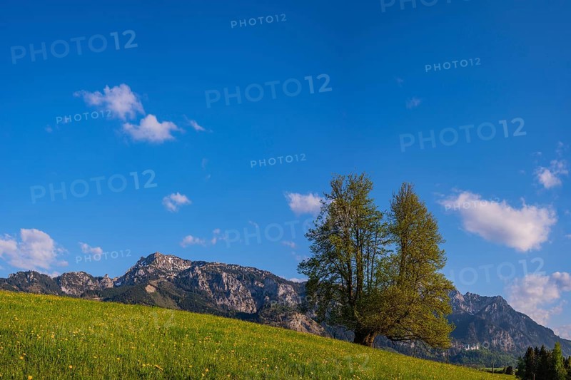 Flowering dandelion