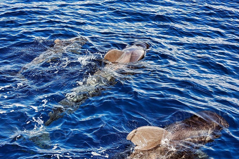 Pilot whale
