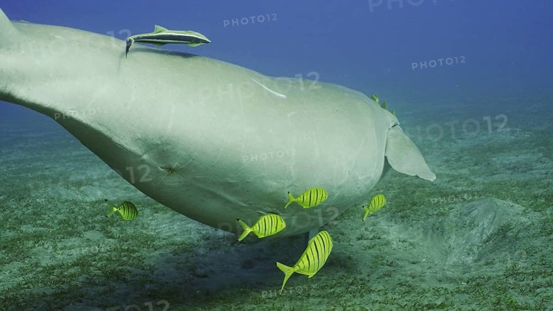 Dugong floats away. Sea Cow