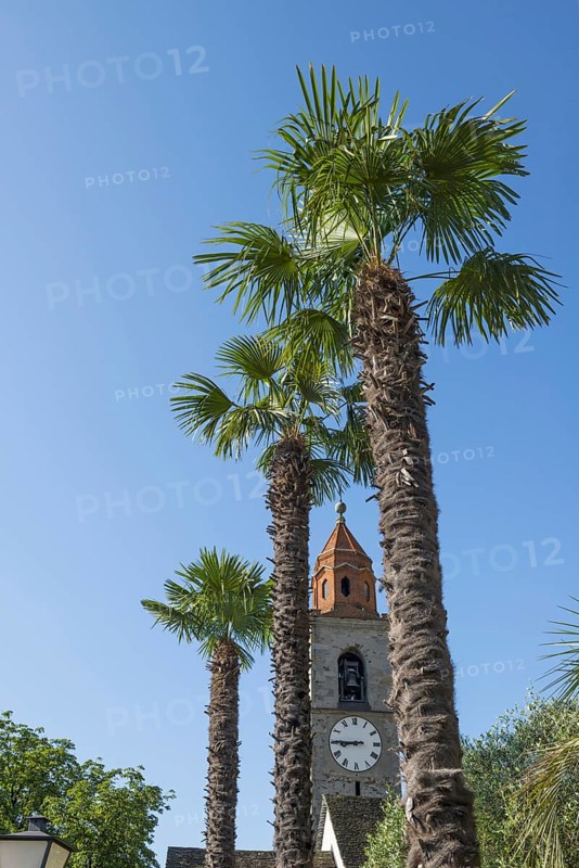 Ronco sopra Ascona and Church Bell Tower and Palm Tree in Ticino