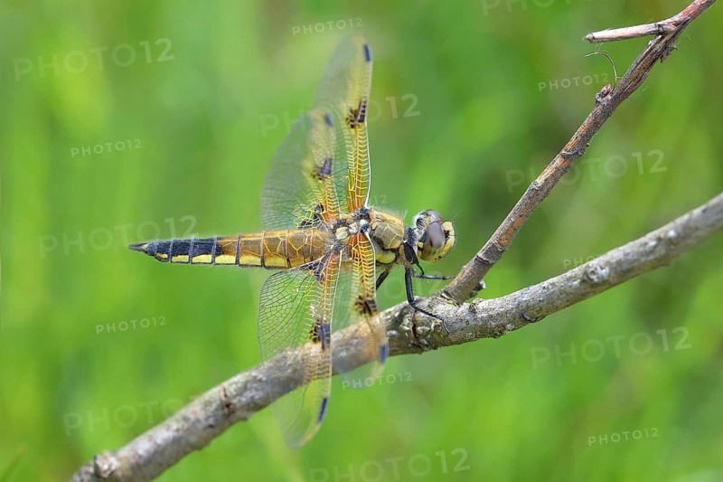 Four-spotted chaser