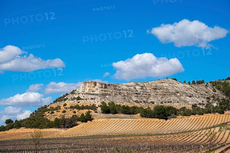 Wine landscape in the Ribera del Duero appellation of origin area in the province of Valladolid in Spain
