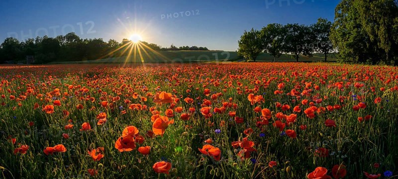 Poppy flowers