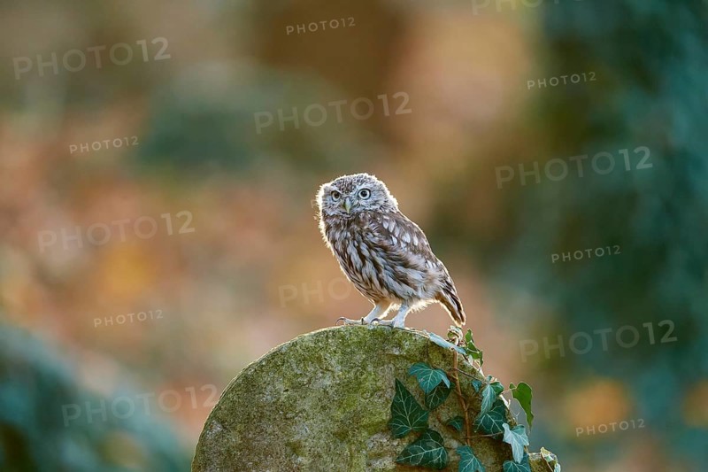 Little Owl