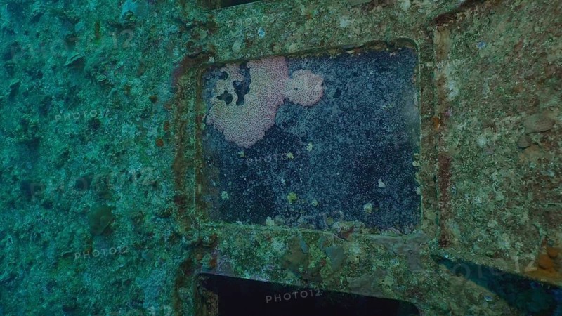 Sea animals growing on window glass of cabin of ferry Salem Express shipwreck