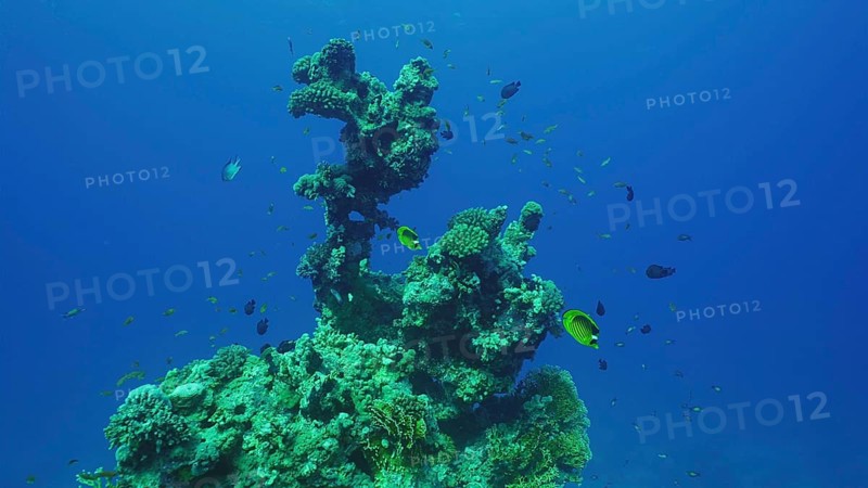 Silhouette of coral formation of an unusual bizarre shape on seabed