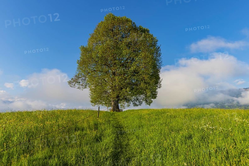 Peace lime tree