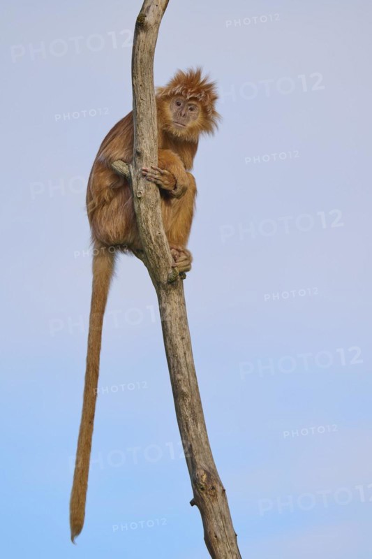 Javan lutung