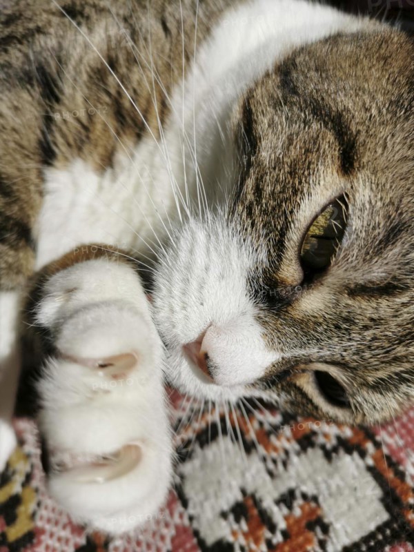 Cat claws on a colored carpet