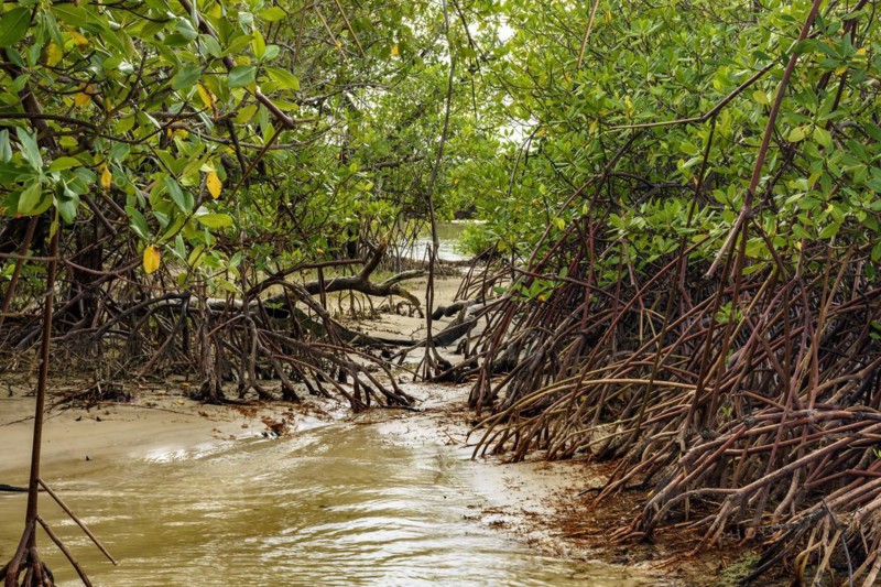 Dense mangrove vegetation where the river meets the sea at Sargi beach in Serra Grande on the south coast of Bahia