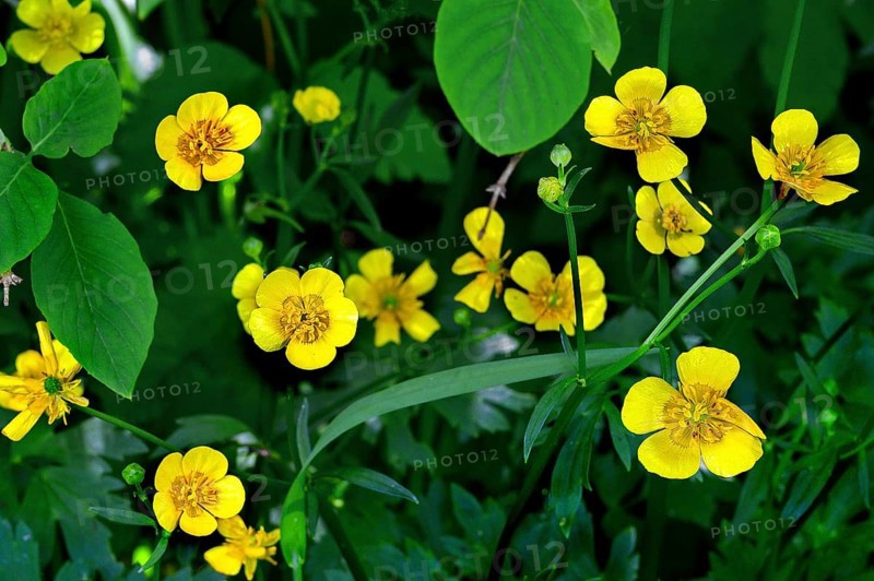 Ranunculus auricomus