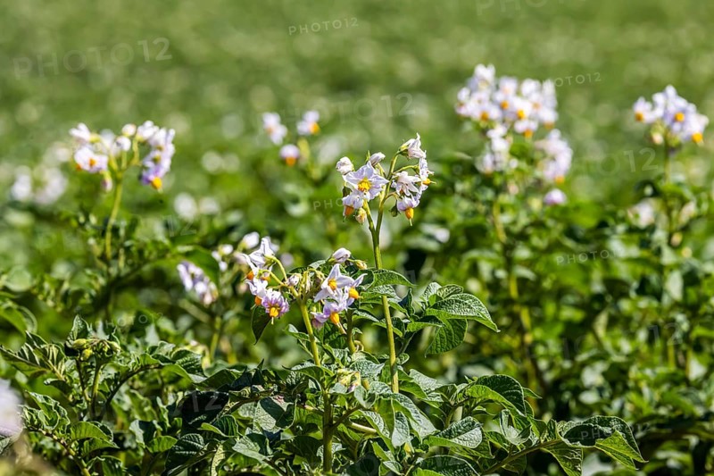 Dryness in the fields is causing problems for farmers and vegetable growers. Vegetable cultivation on the Filder fields