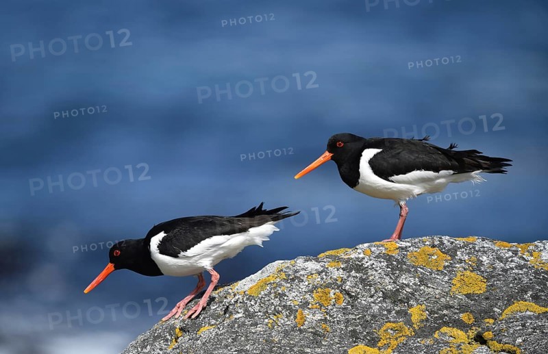 Eurasian oystercatcher