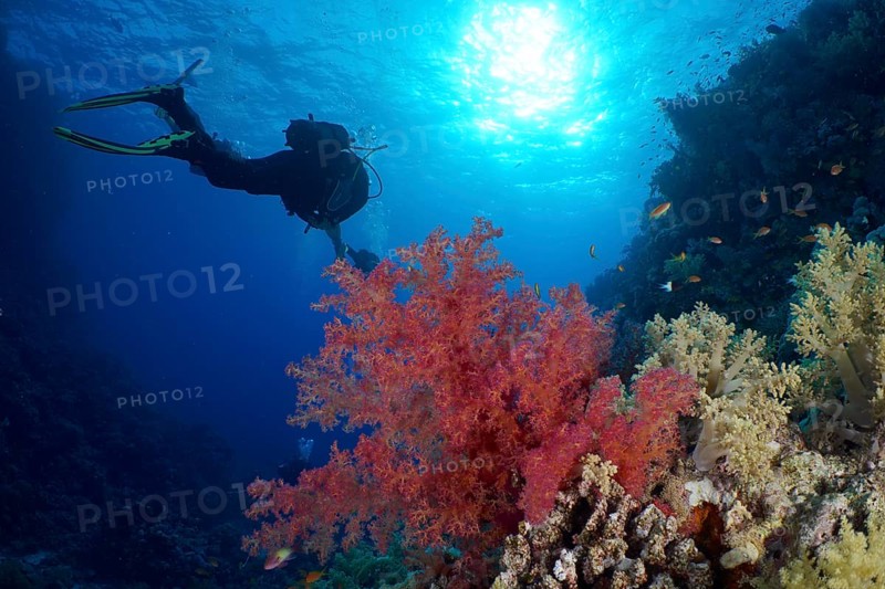 Hemprich's tree coral