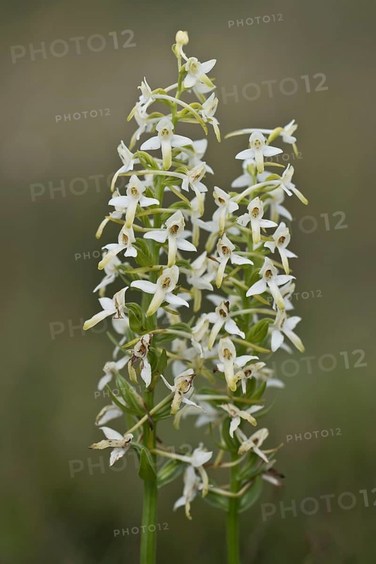 Lesser butterfly-orchid