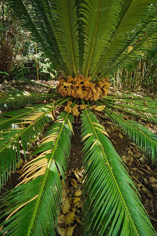 Fern palm sago palm Cycas revoluta leaves close up shot in sun. Cycas or cycad palm leaves green pattern
