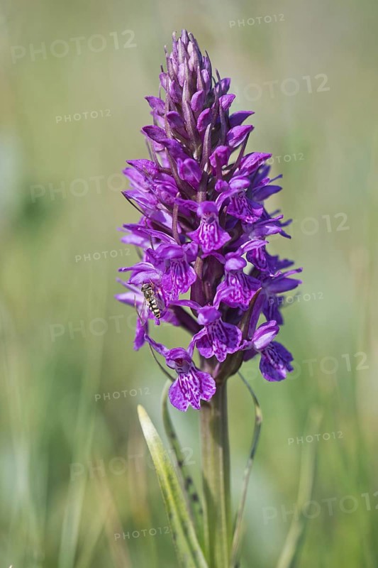 Southern marsh orchid