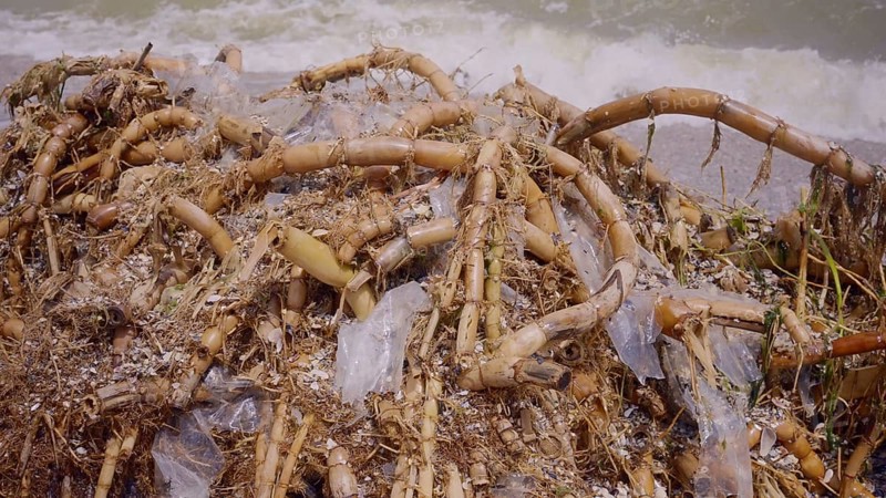 Close up of plastic mixed with reed roots lies on sand