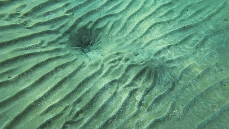 Sandy bottom covered with sand hills