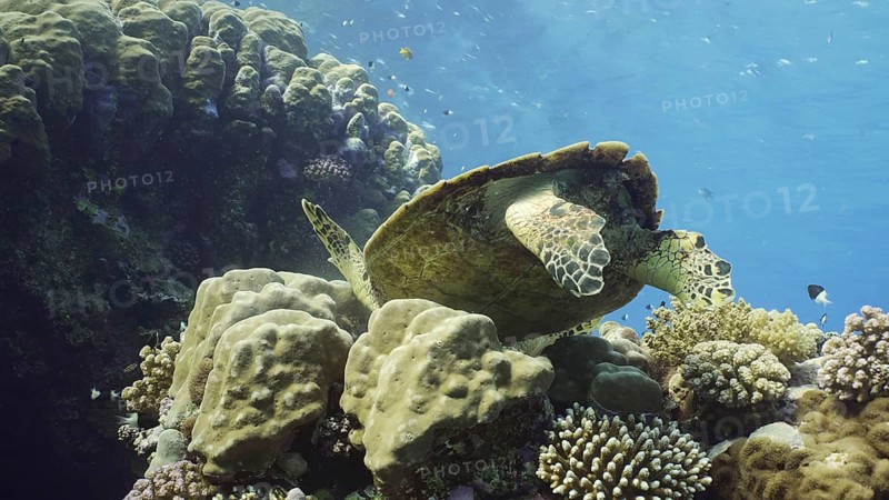 Bottom view of Hawksbill Sea Turtle