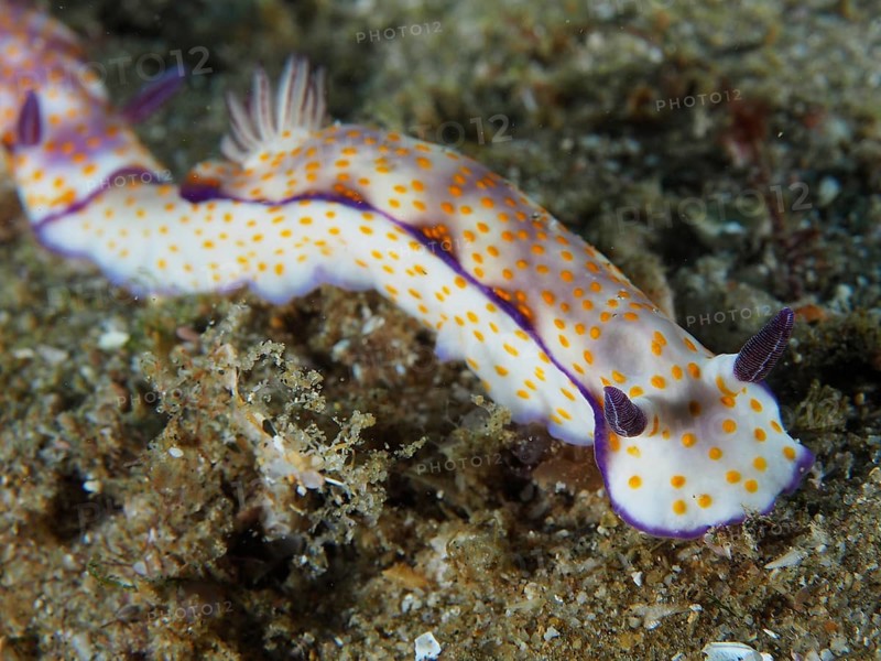Magnificent star snail
