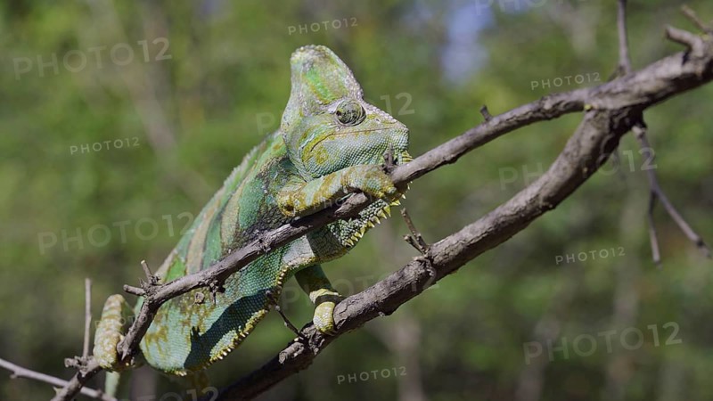 Disgruntled elderly chameleon lies on thorny branch of tree. Veiled chameleon