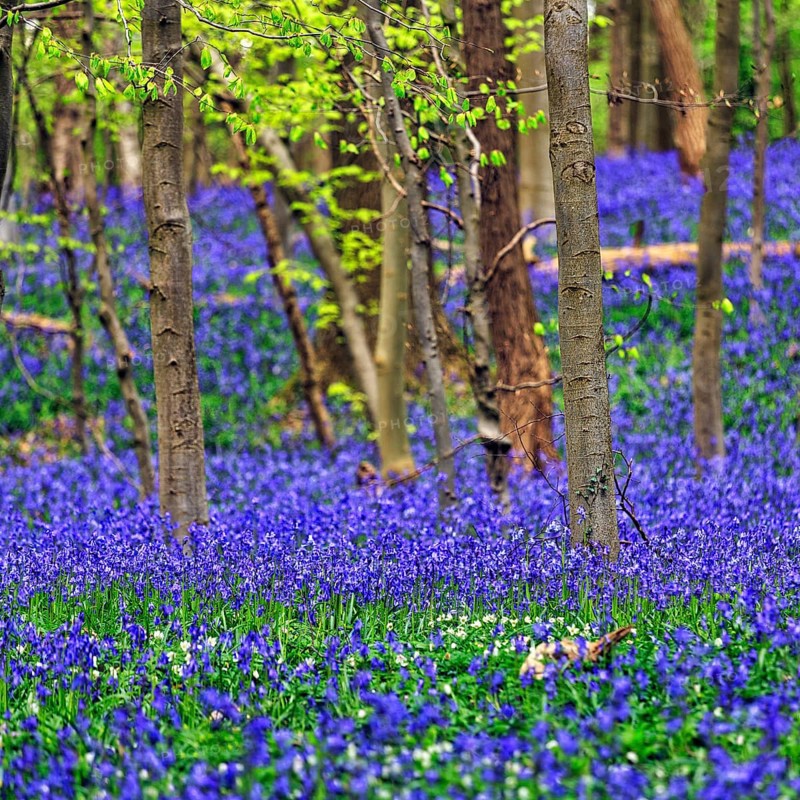 Common bluebell