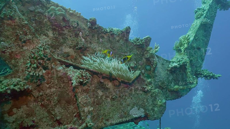 Pair of Red Sea Clownfish