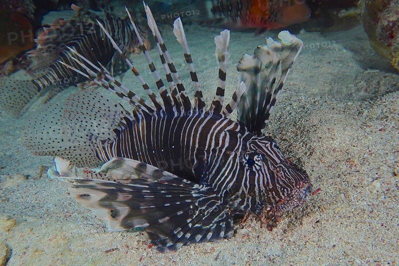 Common lionfish