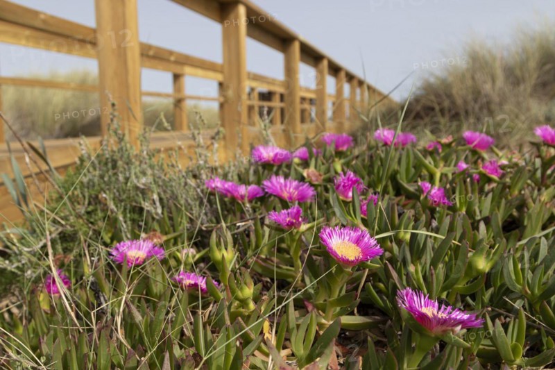 Pink flowering edible