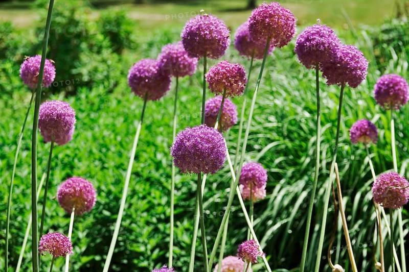 Ornamental garlic