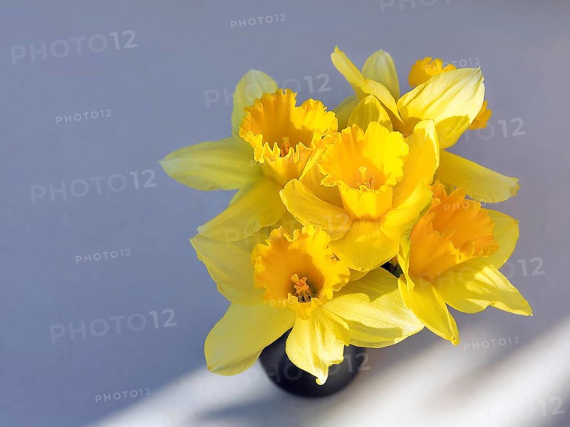 Yellow daffodils