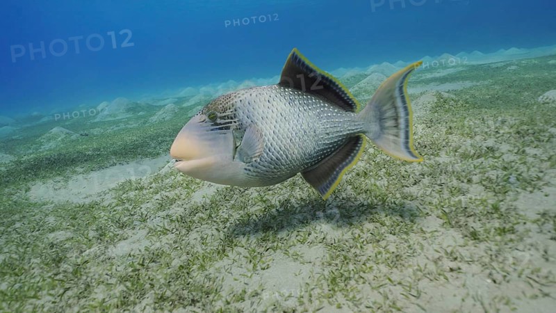 Close up of Yellowmargin Triggerfish
