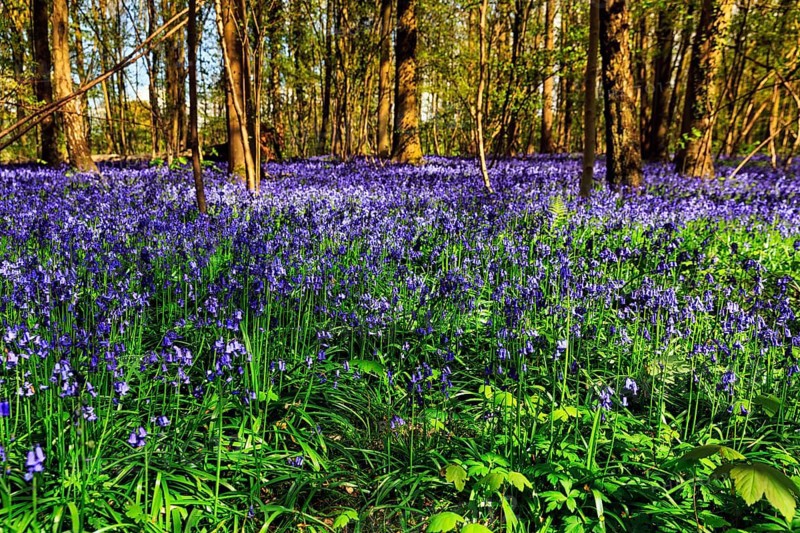 Common bluebell