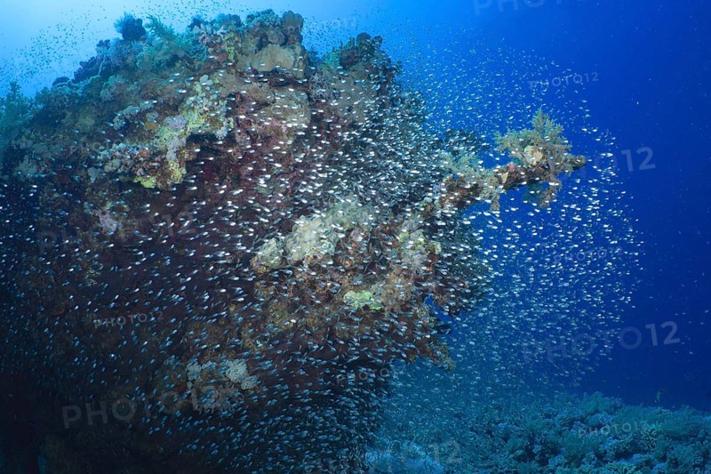 Shoal