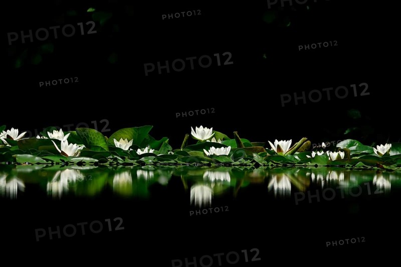 Picturesque white water lilies