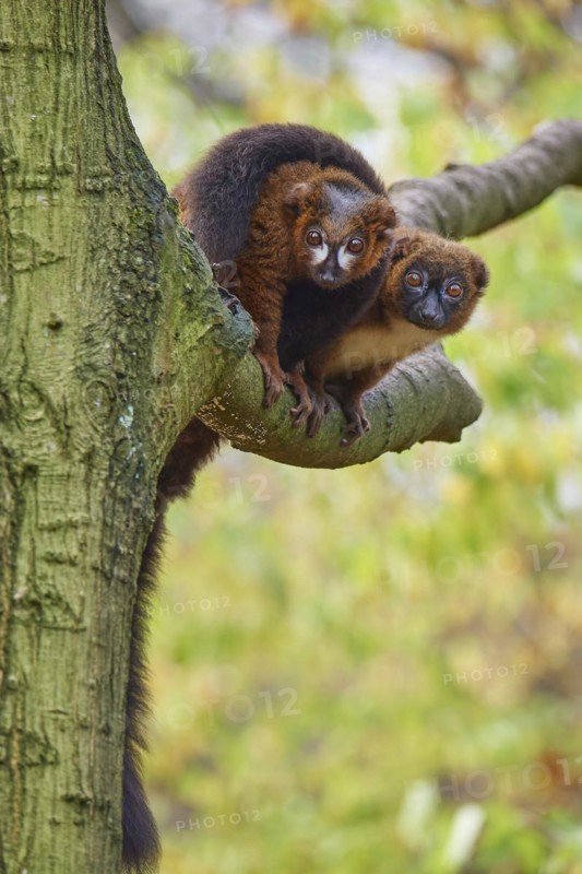 Red-bellied lemur