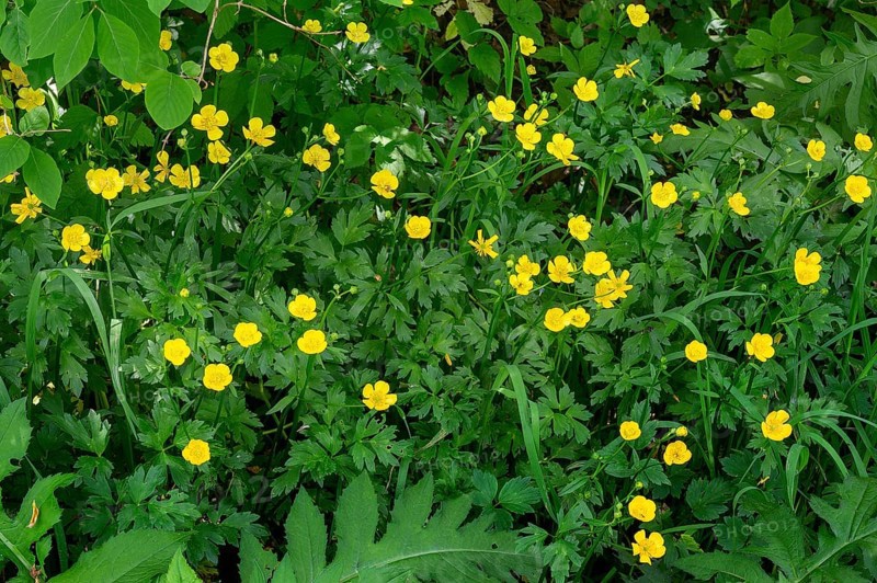 Ranunculus auricomus