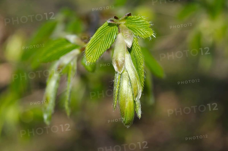 Green Blade in Spring with Sunlight
