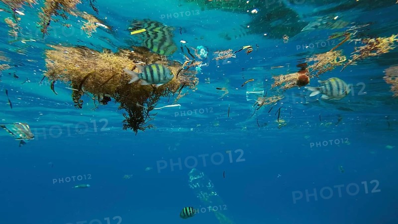 Plastic debris drifts along with scraps of algae on surface of water above the coral reef
