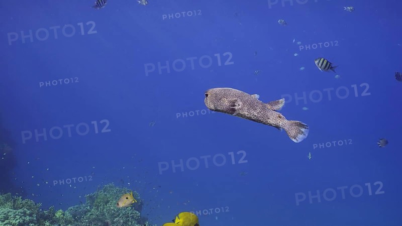 Porcupinefish swim in blue Ocean in sunlight. Ajargo