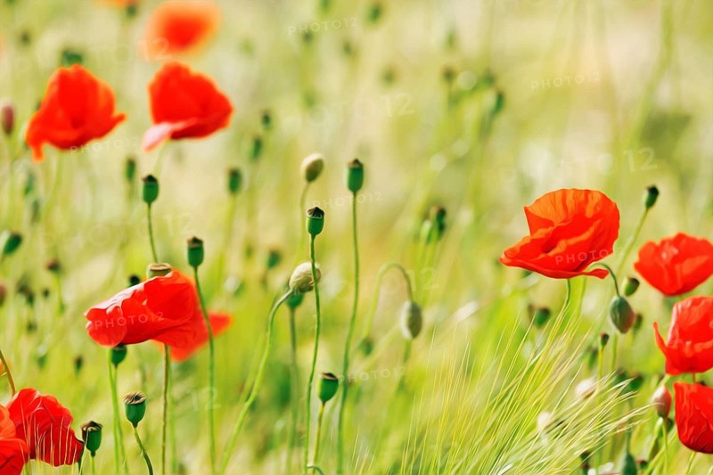 Corn poppy blossom