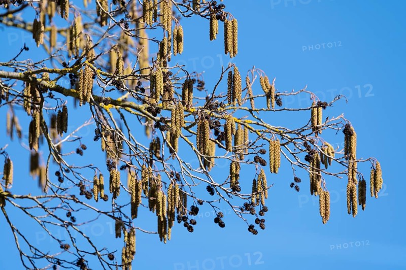 Black alder