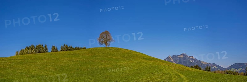 Peace lime tree