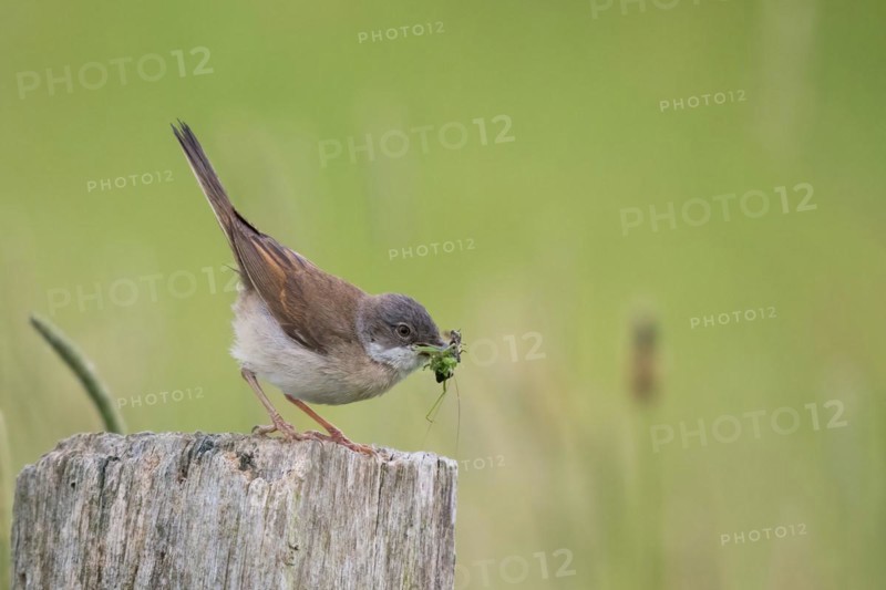 Common whitethroat